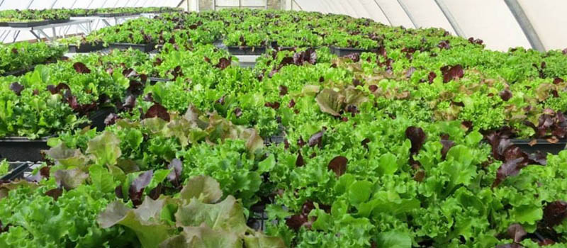 image of lettuce being grown in greenhouse at Four Seasons Greenhouse
