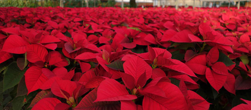 image of poinsettias at Four Seasons Greenhouse